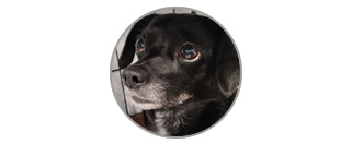 Picture of Leela
